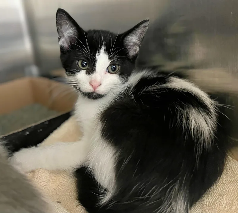 A baby medium-sized male Black & White / Tuxedo Domestic Short Hair cat named Checkerspot for adoption in Seville, OH