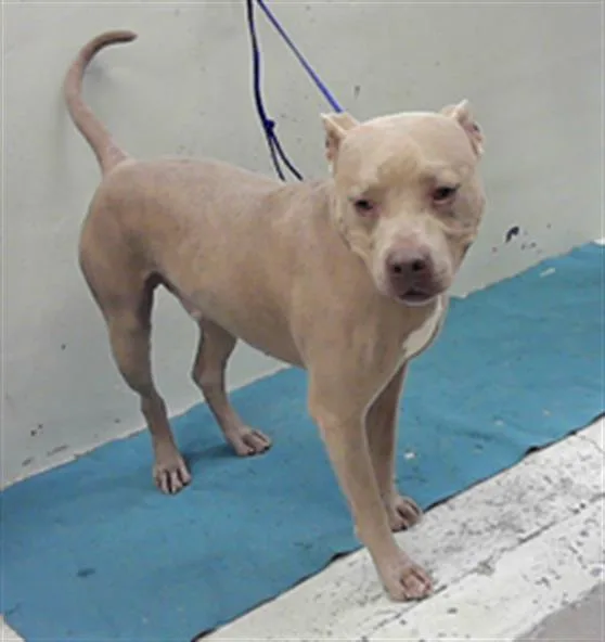 An adult medium-sized male Staffordshire Bull Terrier dog named Boss for adoption in Houston, TX