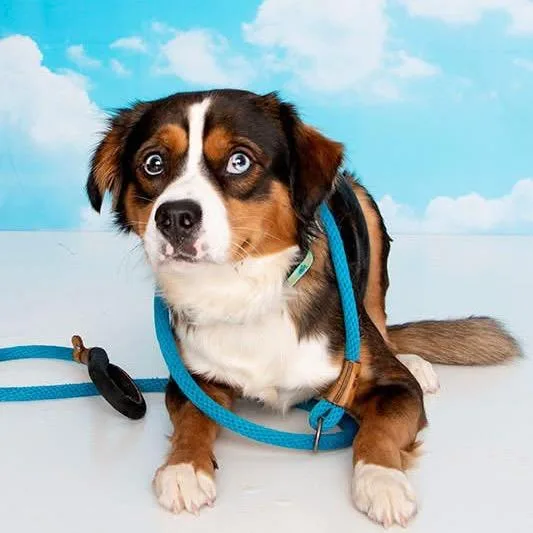 An adult medium-sized male Yellow / Tan / Blond / Fawn Mixed Breed dog named President Skroob for adoption in Fredericksburg, VA