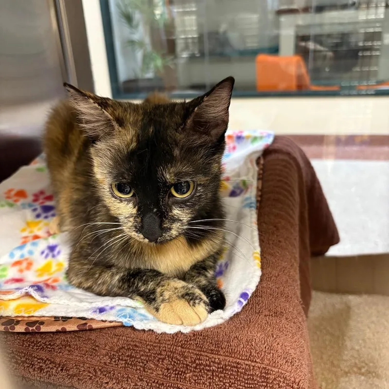 A young medium-sized female Tortoiseshell Domestic Short Hair cat named Galaxy for adoption in Pasadena, CA