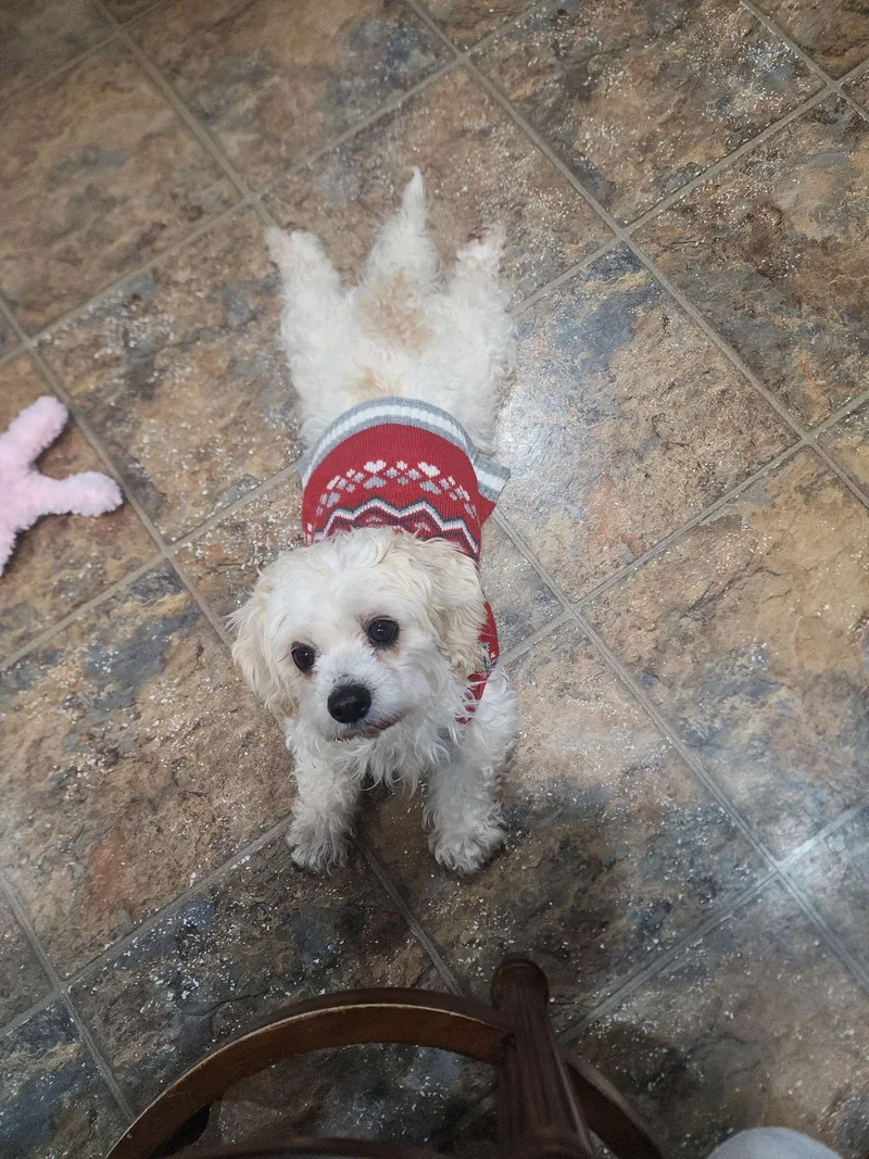 D Litter Nala thumbnail 2