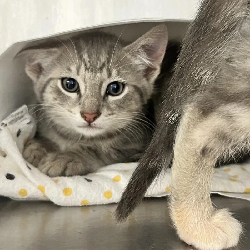 A baby small-sized male Gray / Blue / Silver Domestic Short Hair cat named River for adoption in Oneonta, NY