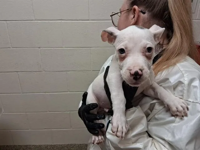 A baby small-sized male Pit Bull Terrier dog named Pepsi for adoption in Colorado Springs, CO