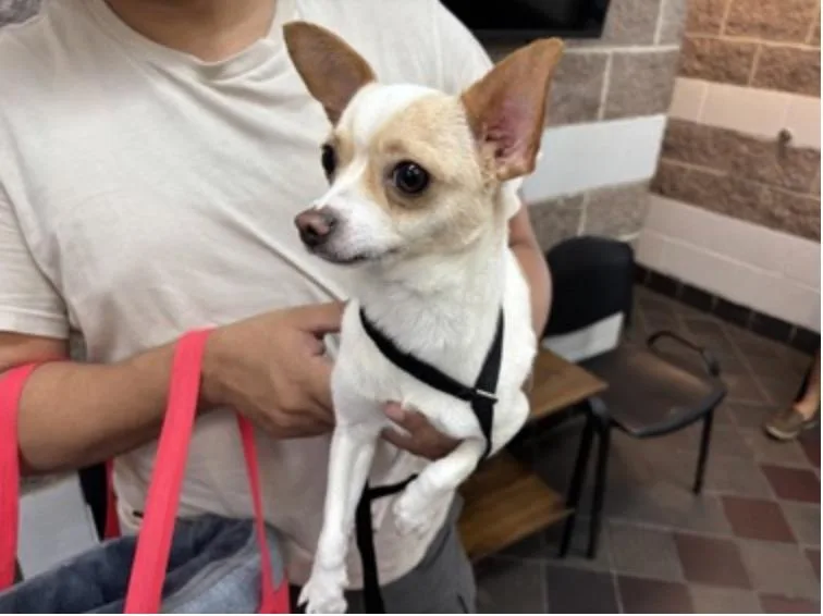 A baby small-sized male White / Cream Chihuahua dog named Bowtie for adoption in Wingdale, NY