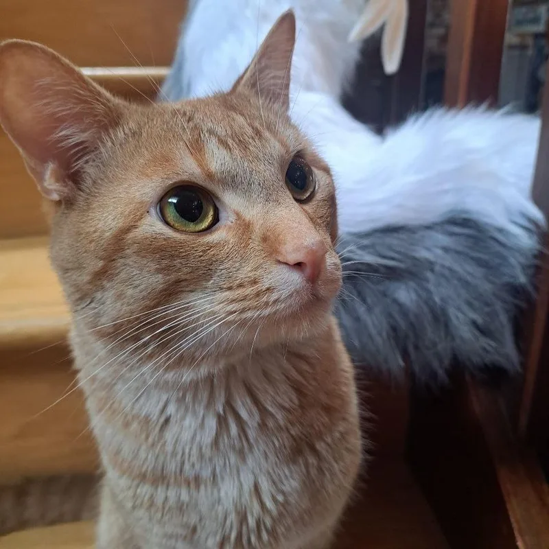 An adult medium-sized male Tabby (Orange / Red) Domestic Short Hair cat named Cleric for adoption in Evanston, IL