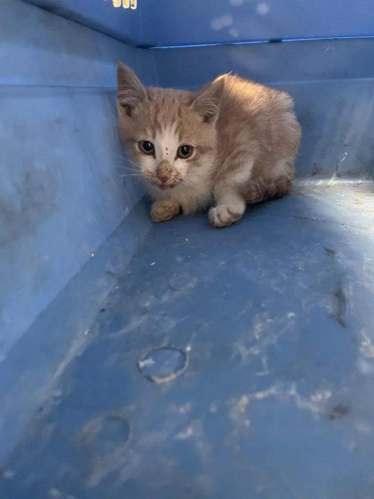 Toothless thumbnail 2