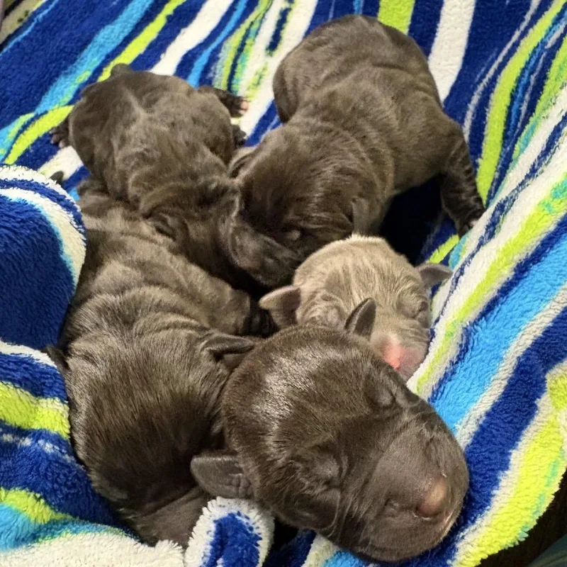 A baby small-sized female Black Terrier dog named Level Up for adoption in St. Louis, MO