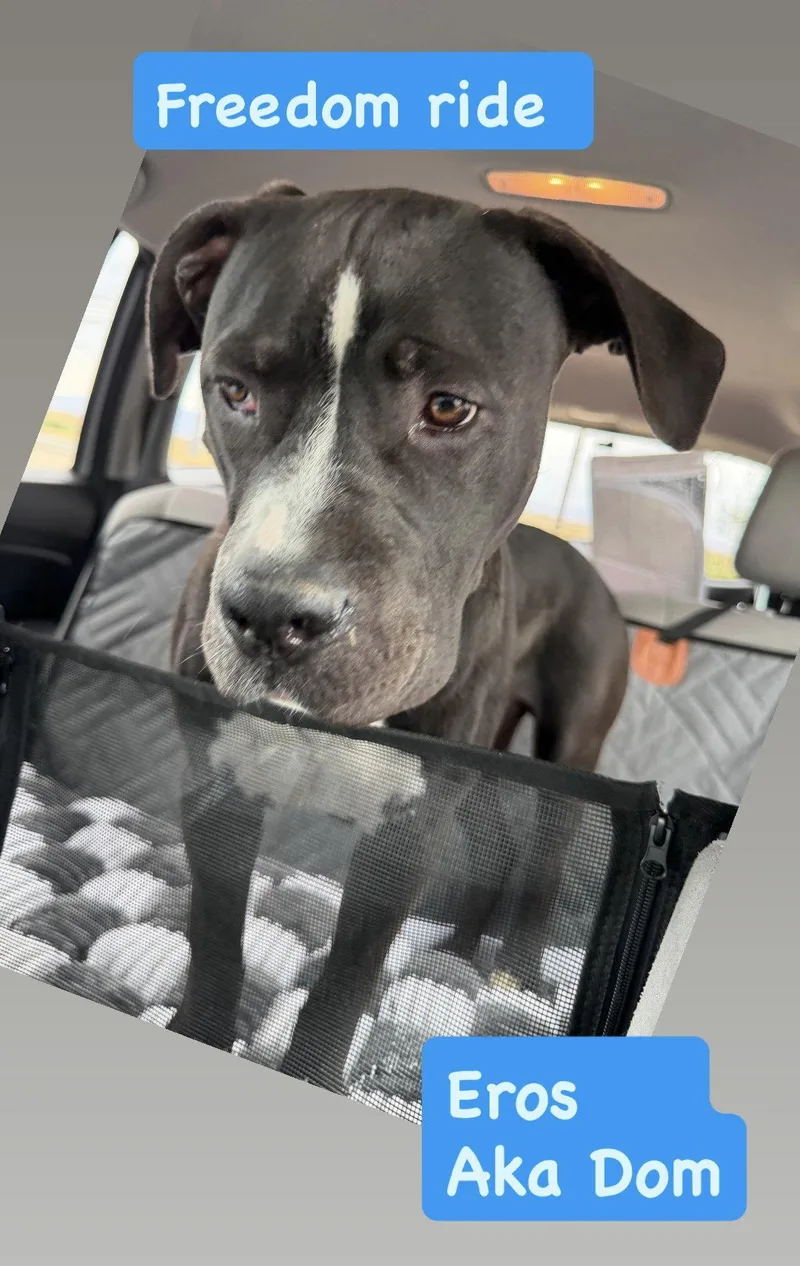 A baby large-sized male American Staffordshire Terrier dog named Eros Aka Dom for adoption in San Diego, CA