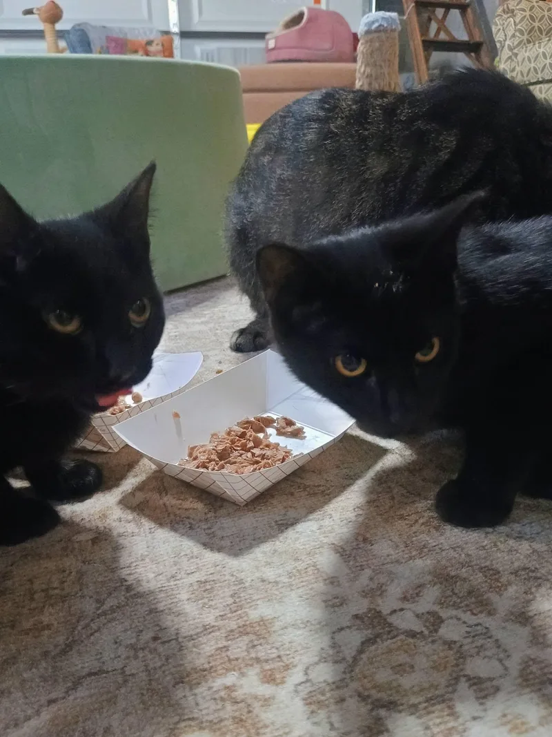 A baby medium-sized male Black Domestic Short Hair cat named Bender for adoption in Claridge, PA