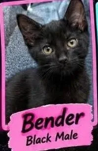 Bender thumbnail 4