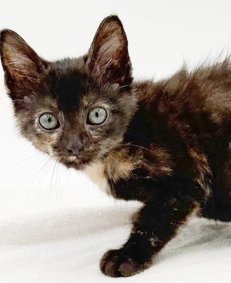 A baby small-sized female Tortoiseshell cat named Meadow Cannot Be Any for adoption in Bedford Hills, NY