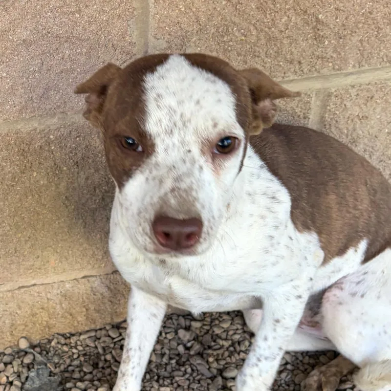 A young medium-sized female Brown / Chocolate Mixed Breed dog named Oprah for adoption in Chattanooga, TN