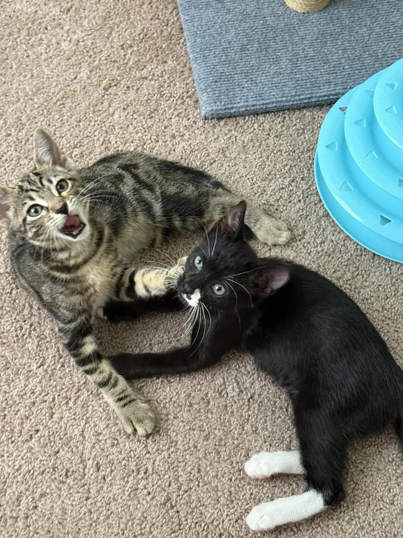 A baby medium-sized female Domestic Short Hair cat named Bitzy for adoption in Orlando, FL
