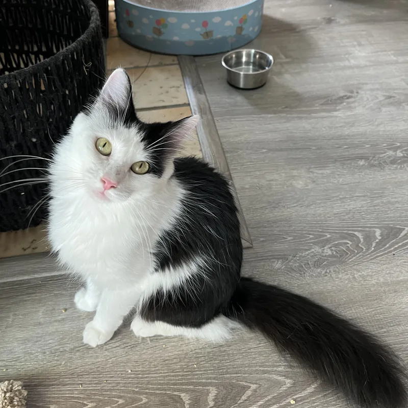 An adult medium-sized female Domestic Medium Hair cat named Peach for adoption in Wells, ME