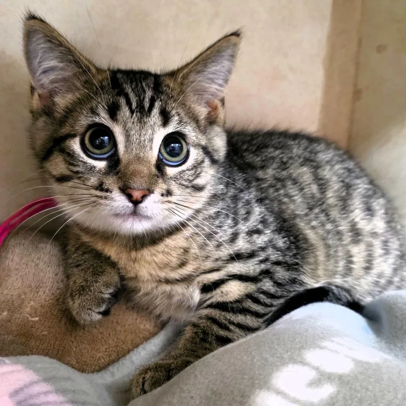 A baby small-sized female Brown / Chocolate Domestic Short Hair cat named Sarabi for adoption in Michigan City, IN