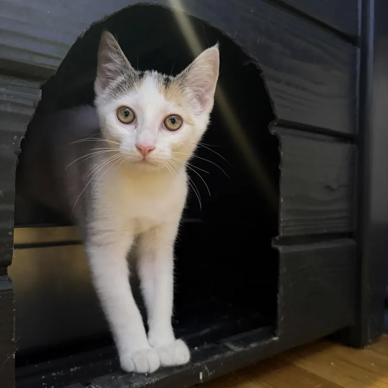 A young small-sized female Domestic Short Hair cat named Rosa for adoption in Stokesdale, NC