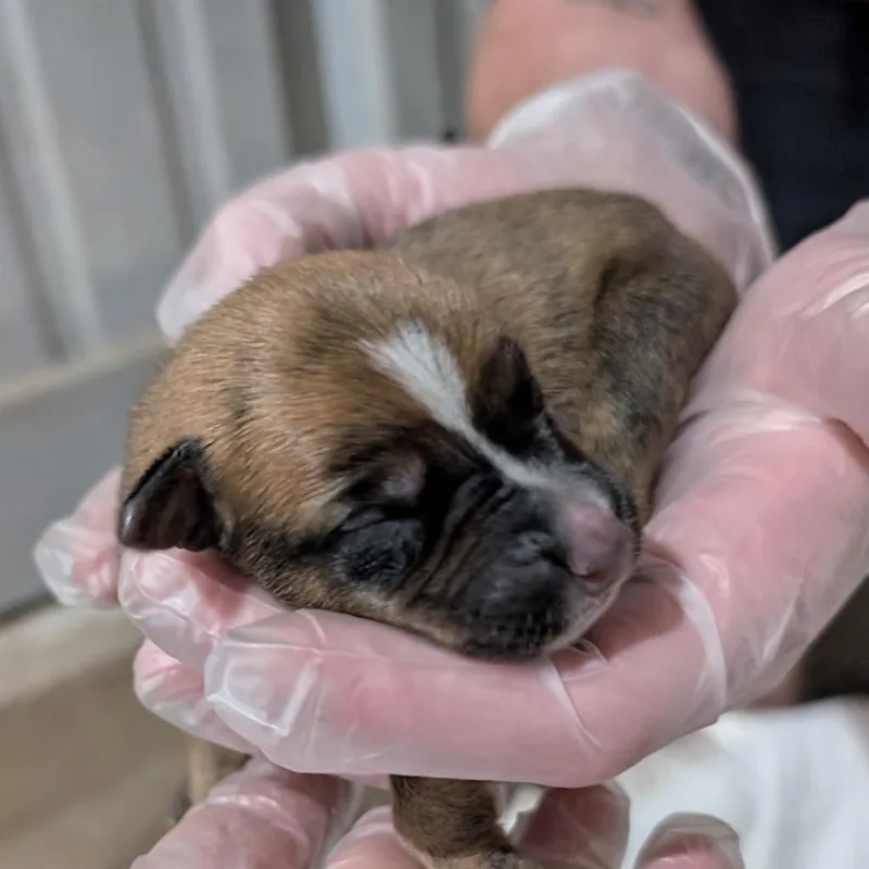 A baby medium-sized male Brown / Chocolate Mixed Breed dog named Cinnamon Roll P for adoption in Leander, TX
