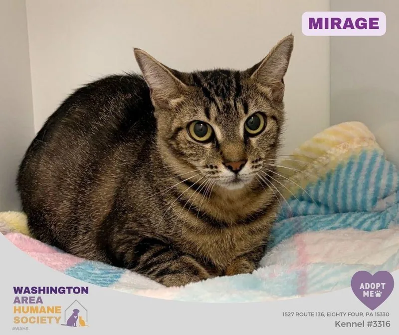 An adult medium-sized female Tabby (Brown / Chocolate) Domestic Short Hair cat named Mirage for adoption in Eighty Four, PA