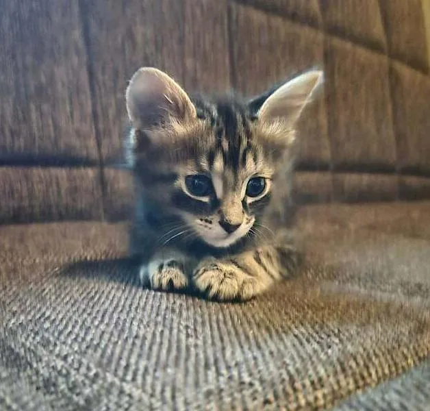 A baby small-sized male Domestic Short Hair cat named Kahuna for adoption in Chicago, IL