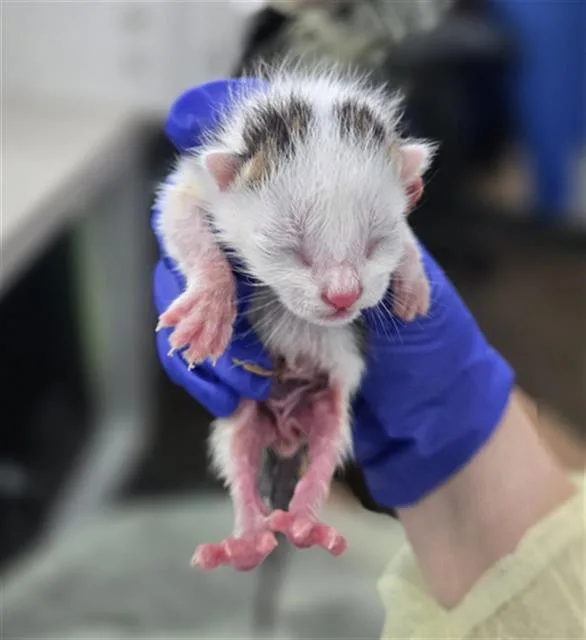 A baby medium-sized male Domestic Short Hair cat named Copper for adoption in Dallas, TX