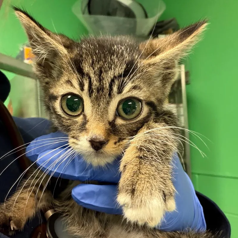 A baby small-sized female Gray / Blue / Silver Domestic Short Hair cat named Phoebe for adoption in Philadelphia, PA