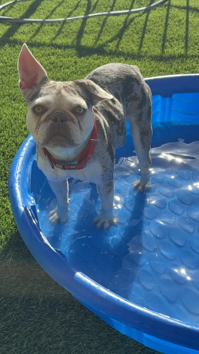 Hazel