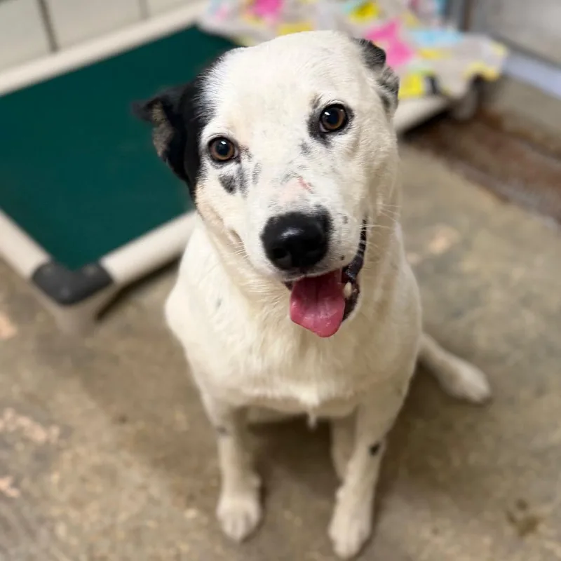 An adult medium-sized male White / Cream Australian Cattle Dog / Blue Heeler dog named Oreo Milkshake for adoption in Starkville, MS