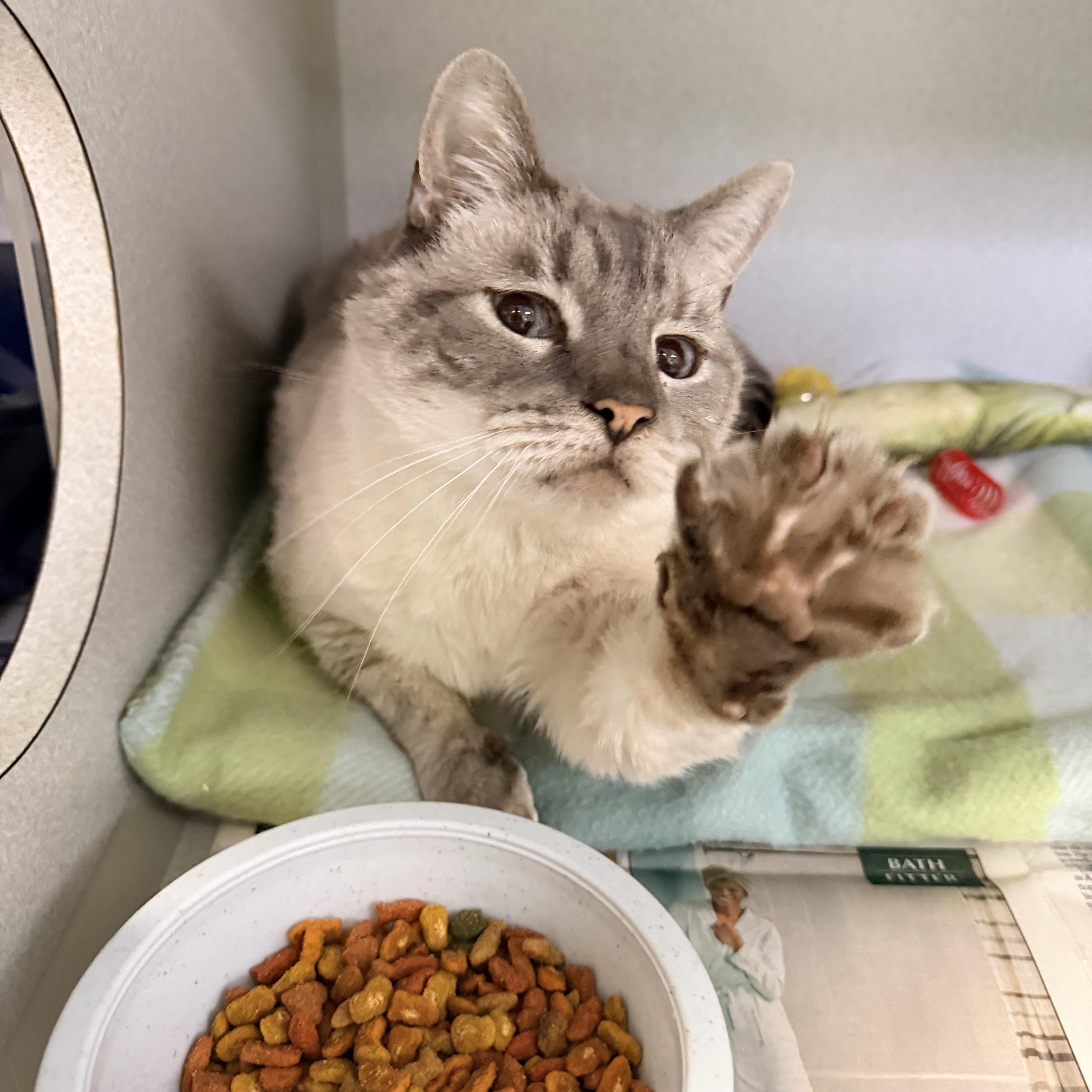 A senior medium-sized male White Siamese cat named Nintendo for adoption in Pottsville, PA