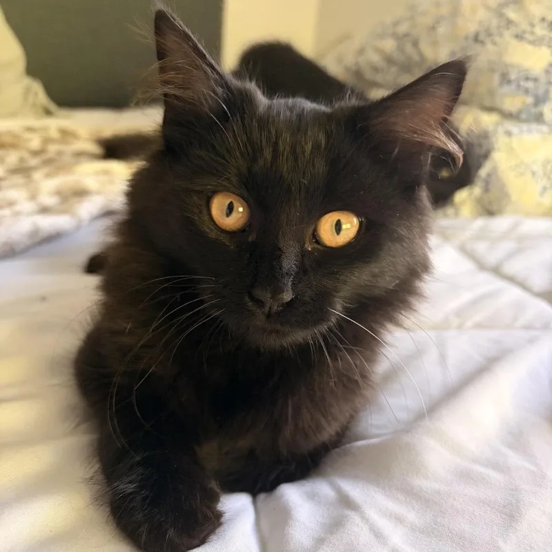 A baby small-sized female Black Domestic Short Hair cat named Morticia for adoption in Westport, CT