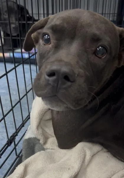 A baby medium-sized female Black Mixed Breed dog named Gum Drop for adoption in Charleston, SC