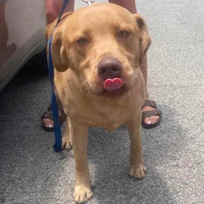 An adult large-sized male Yellow / Tan / Blond / Fawn Mixed Breed dog named Rick Grimes Stray Hold for adoption in Huntington, WV