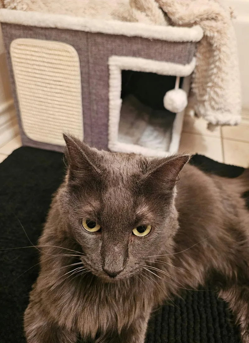 Cheeseburger thumbnail 2