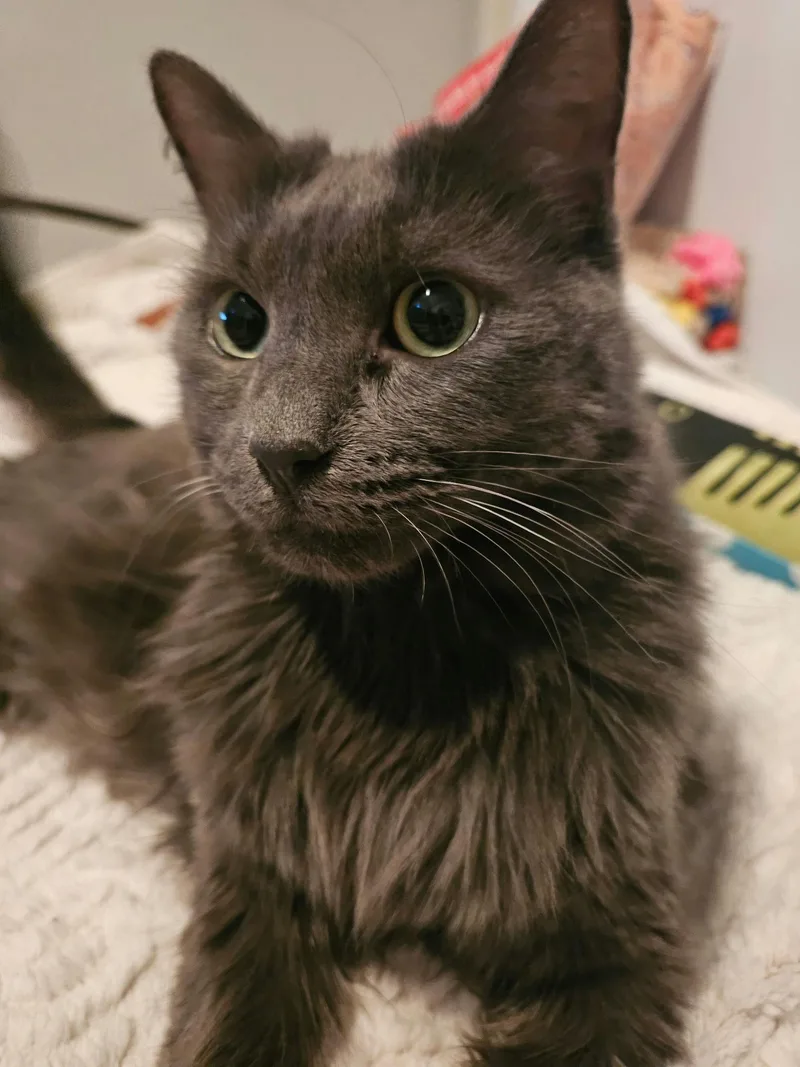 Cheeseburger thumbnail 4