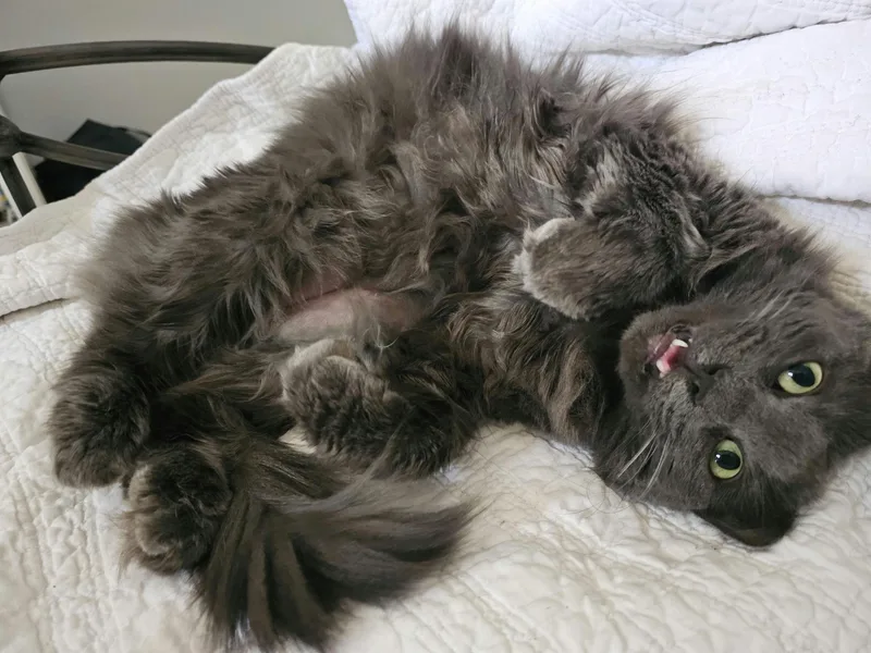 Cheeseburger thumbnail 5