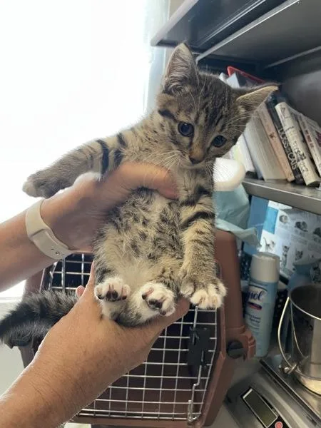 A baby medium-sized female Domestic Short Hair cat named Avocado for adoption in Salt Lake City, UT