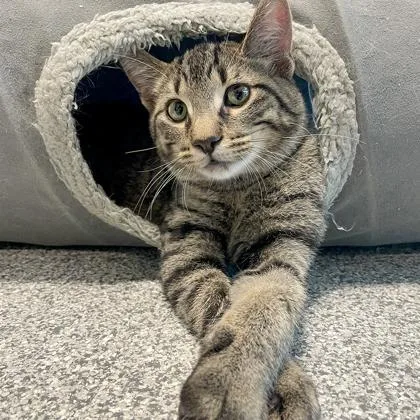 A baby medium-sized female Buff / Tan / Fawn Domestic Short Hair cat named Donut for adoption in Tinley Park, IL