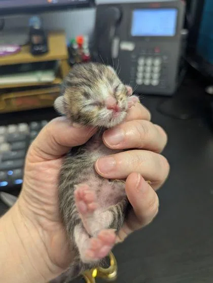 A baby small-sized male Domestic Short Hair cat named Cookie Crisp for adoption in Chamblee, GA
