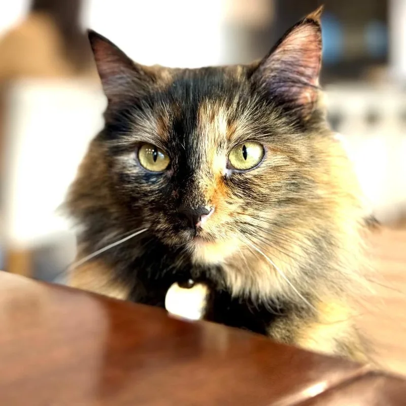 Papaya Alexander