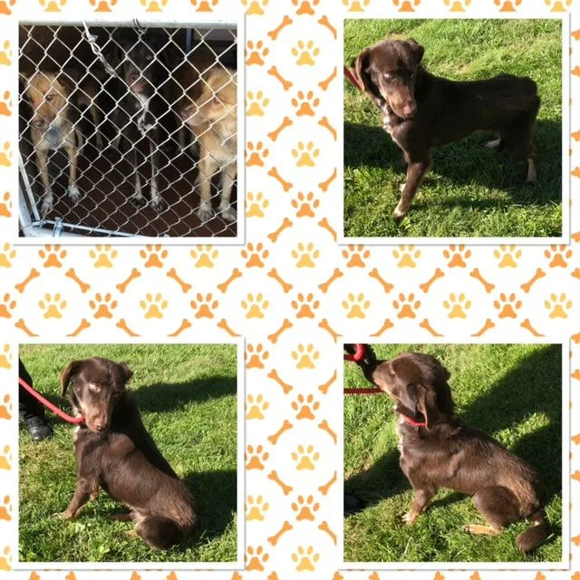 A young medium-sized male Brown / Chocolate Collie dog named Hershey for adoption in Buckhannon, WV