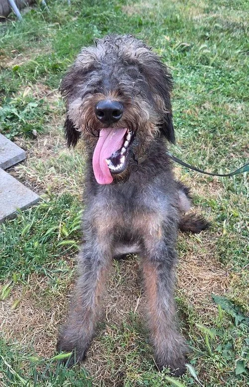 A young medium-sized female Bicolor Airedale Terrier dog named Luna for adoption in Eugene, OR