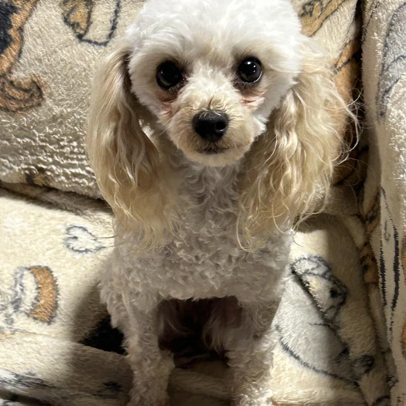 An adult small-sized female Poodle (Toy) dog named . lbs Hanna for adoption in Antwerp, OH