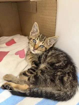 A baby small-sized male Domestic Short Hair cat named Andrew for adoption in Honolulu, HI