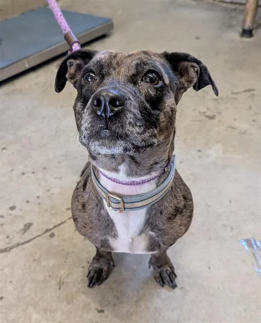 A young medium-sized female Dachshund dog named Clara for adoption in Camarillo, CA