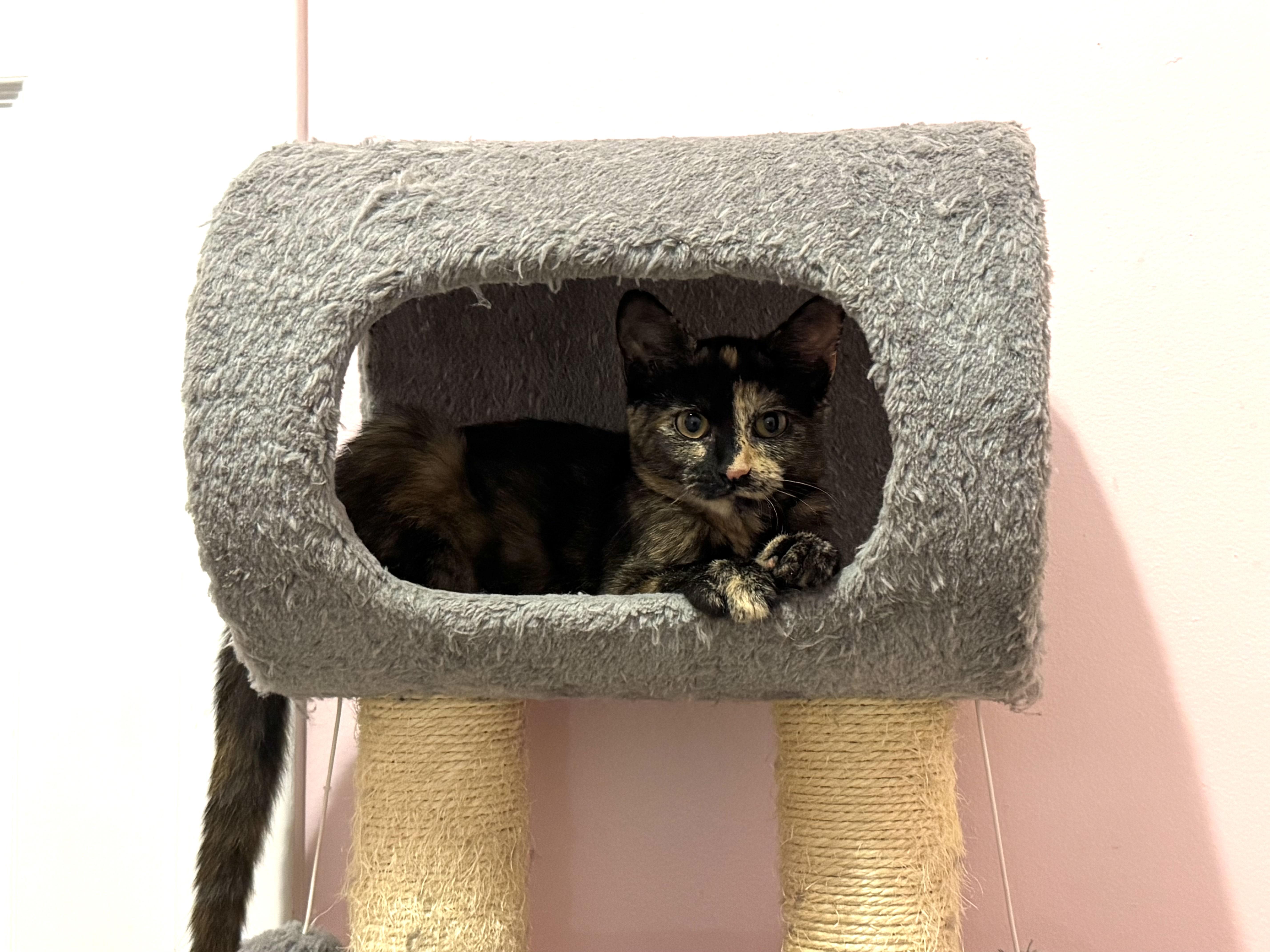 A baby medium-sized female Domestic Short Hair cat named Laurens for adoption in York, PA