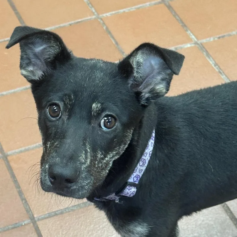 A baby medium-sized female Shepherd dog named Skye for adoption in Lake Hopatcong, NJ