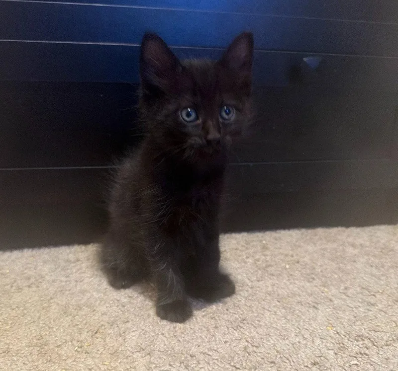 A baby medium-sized male Black Domestic Short Hair cat named Plum for adoption in St. Helens, OR