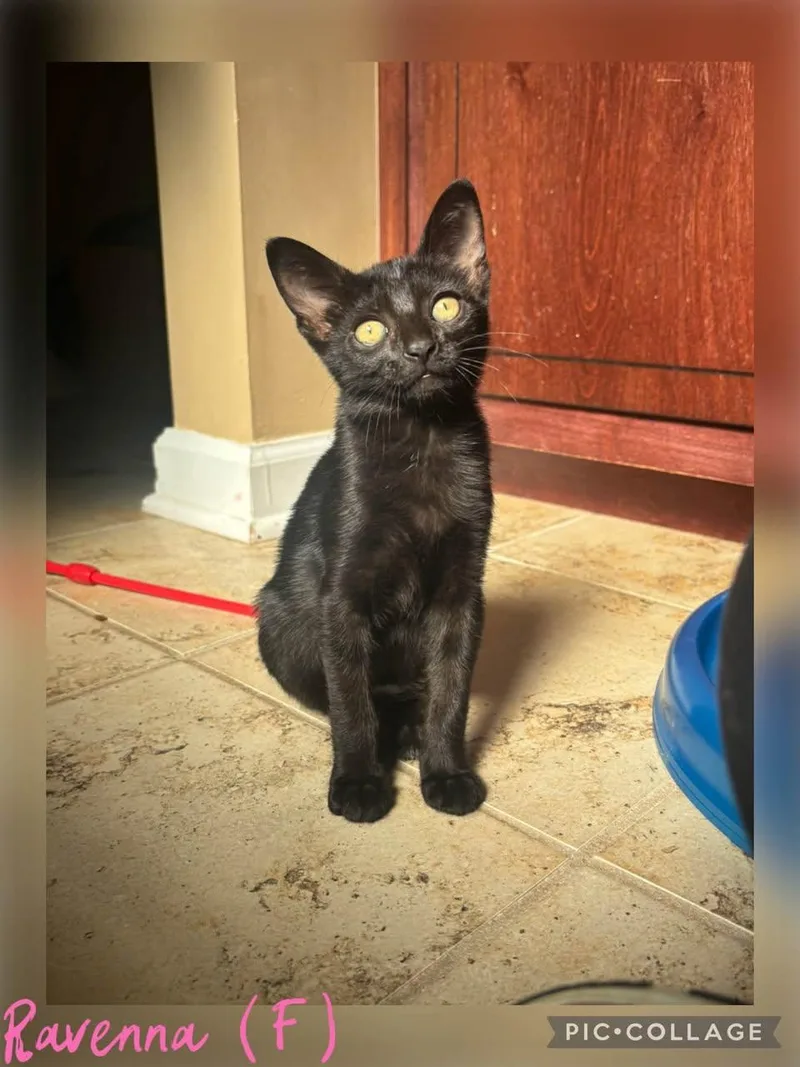 A baby small-sized female Black Domestic Short Hair cat named Ravenna for adoption in Clarksville, TN
