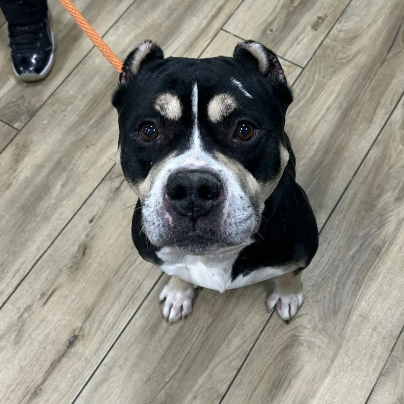 An adult medium-sized male Black Mixed Breed dog named Bambi for adoption in Weimar, CA