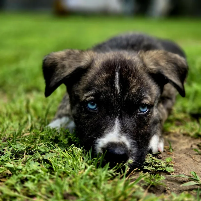A baby medium-sized female Husky dog named Buttercup for adoption in Mansfield, TX