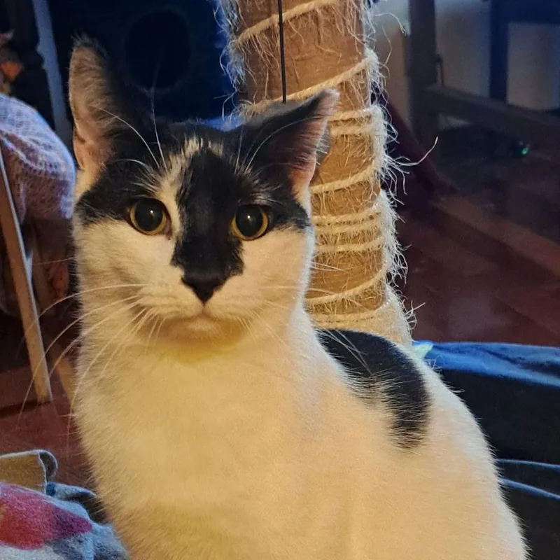 Oreo